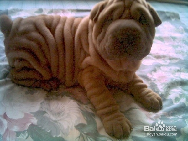 狗狗,我的世界不能没有你