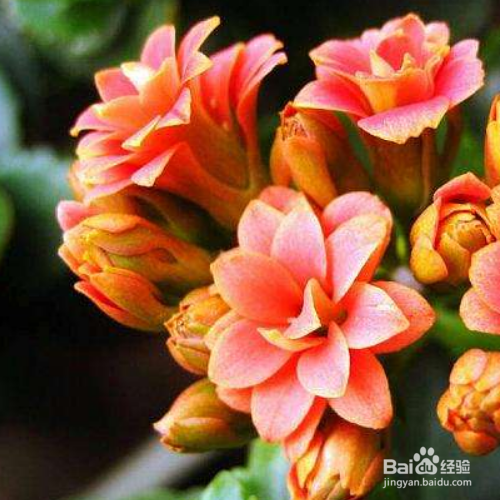 在秋天修剪长寿花的时候需要注意哪些？