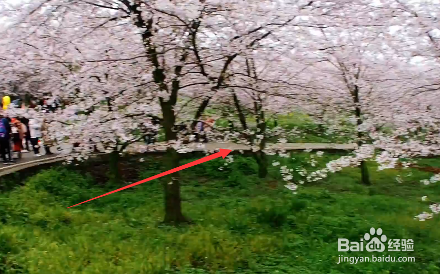 平坝樱花园攻略