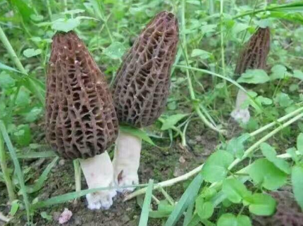 野生菌可以人工养殖吗