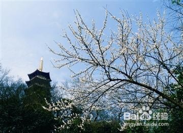 永嘉梅岙梅花旅游攻略