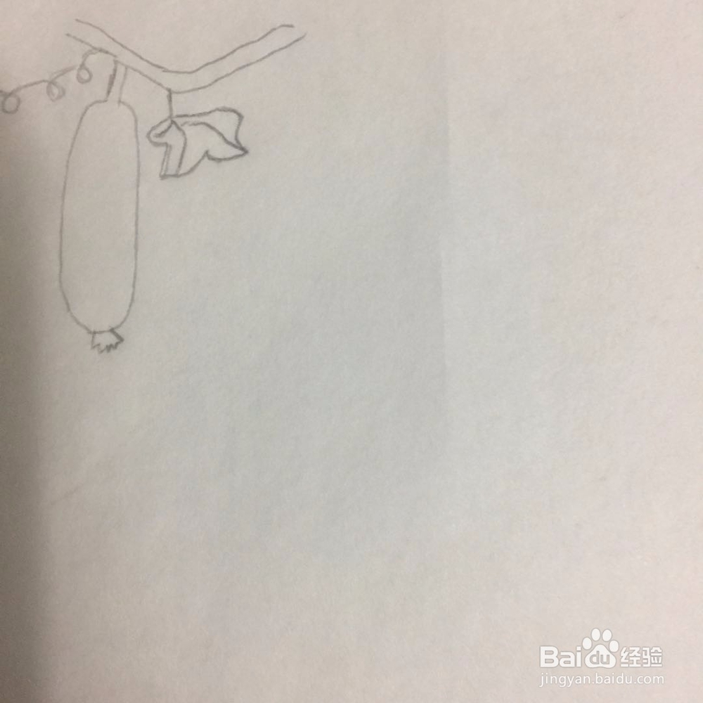 如何画黄瓜和莲藕?
