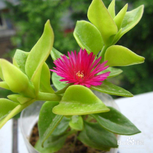 牡丹吊兰叶子发软怎么回事