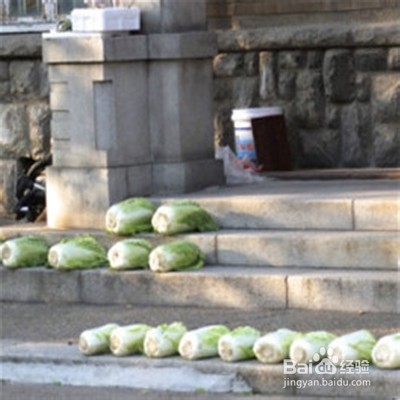冬季如何存放大白菜