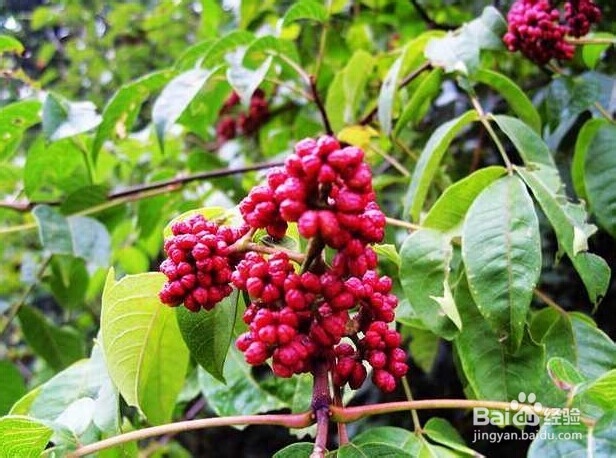 土单验方——口腔科：[2]牙质过敏等