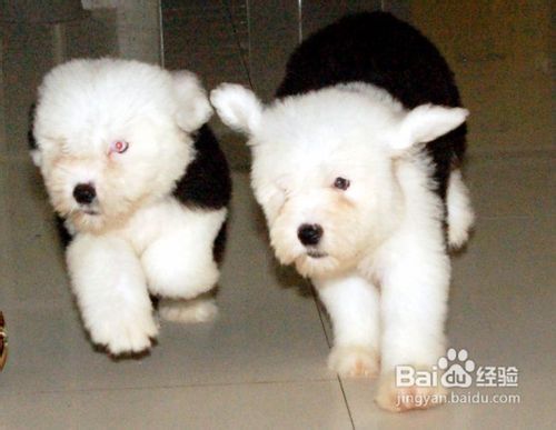 国庆小长假宠物寄养四大注意事项