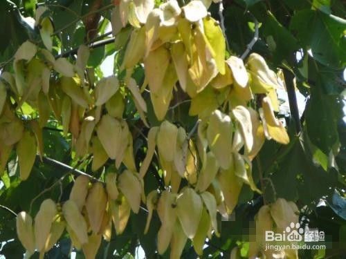 青桐树种子怎么吃 百度经验