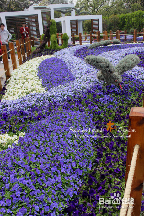 上海植物园（上）