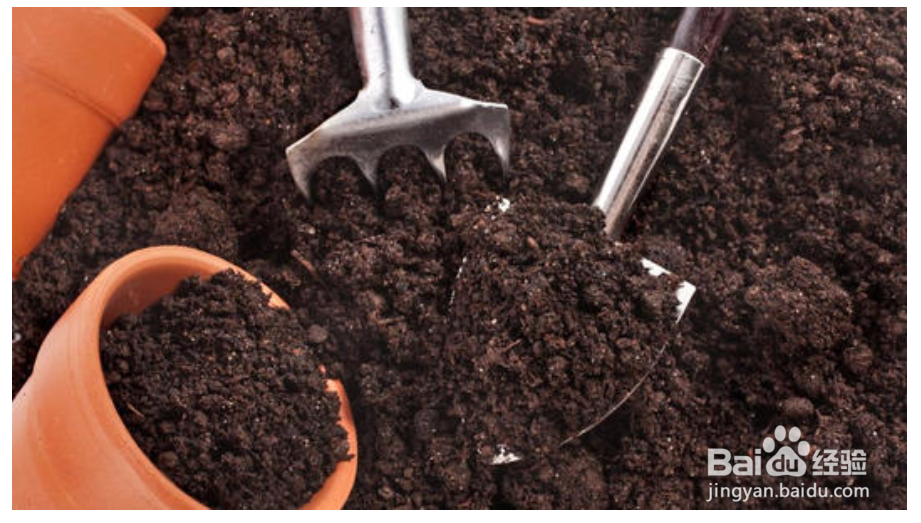 几种生活垃圾变身成花肥