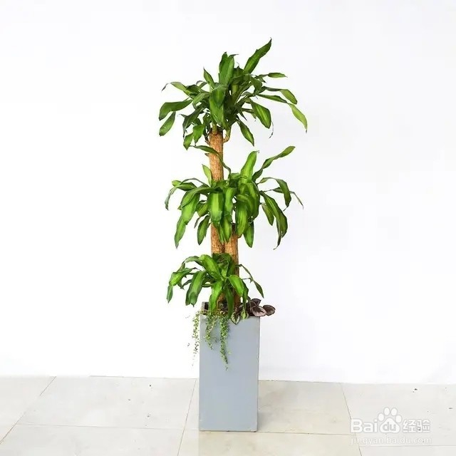 这几种高大上的植物,养在客厅里,朋好友都羡慕