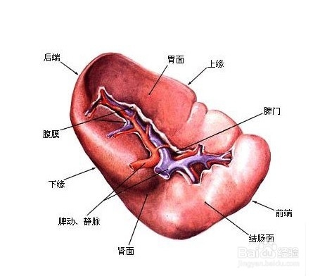 不花钱让自己更好看：[1]中医五行疗法