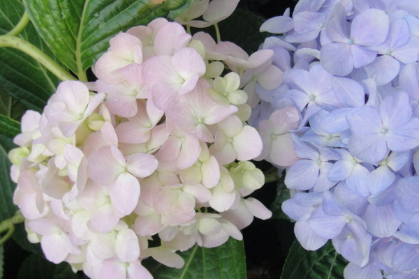 绣球花花语是什么