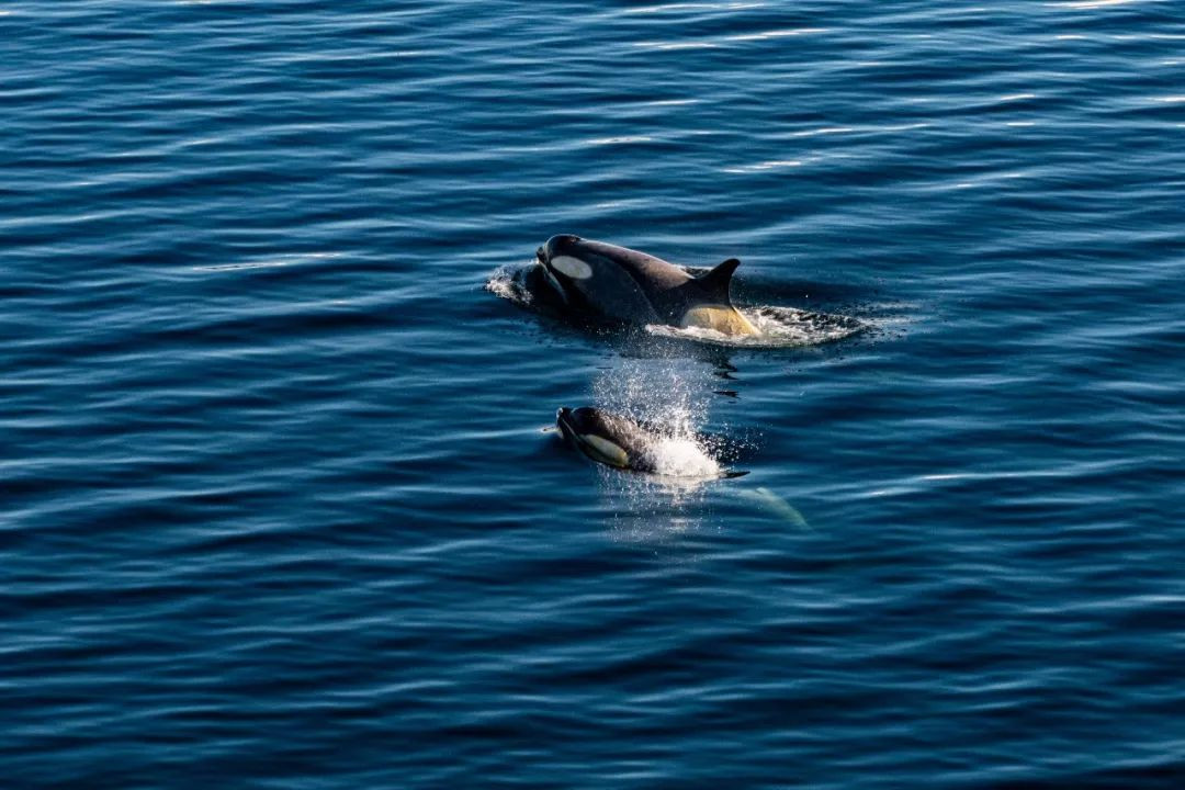 虎鲸的繁殖方式