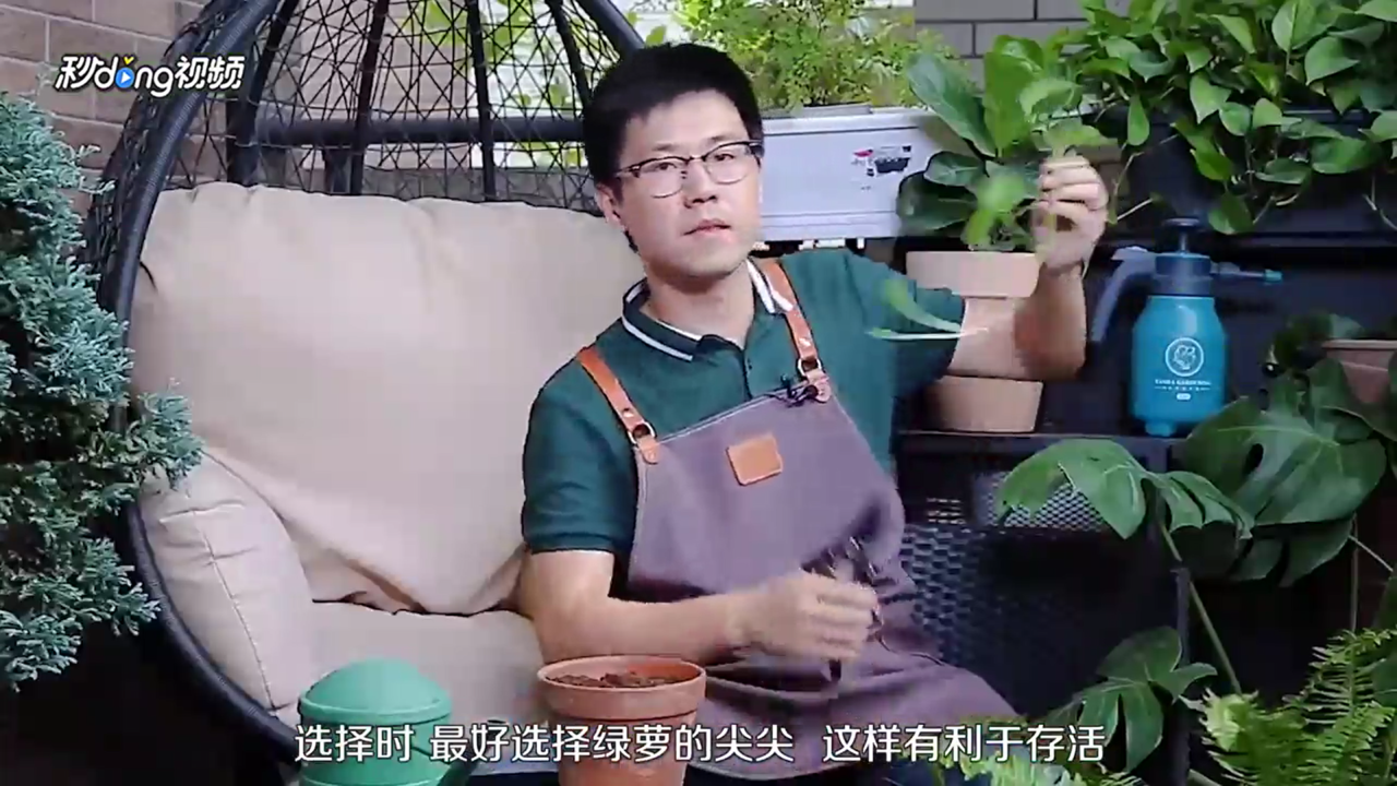 绿萝怎么扦插