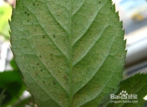 月季长虫了怎么办？