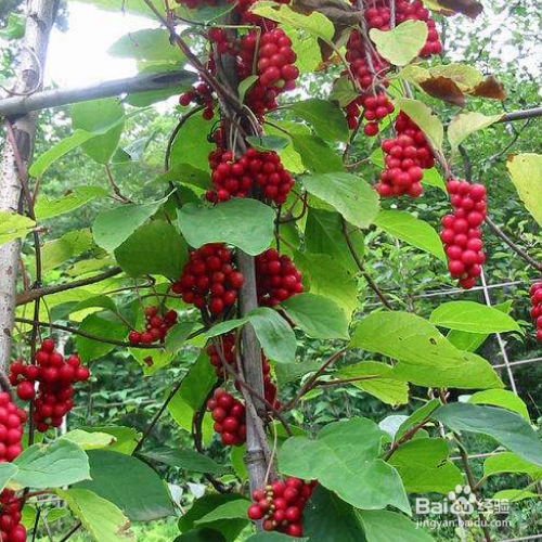 怎么把五味子果实养的又大又红?