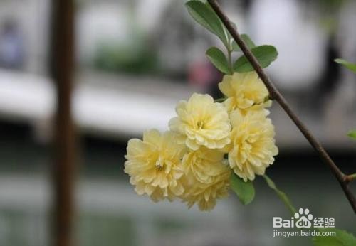 木香如何养护开的最好？