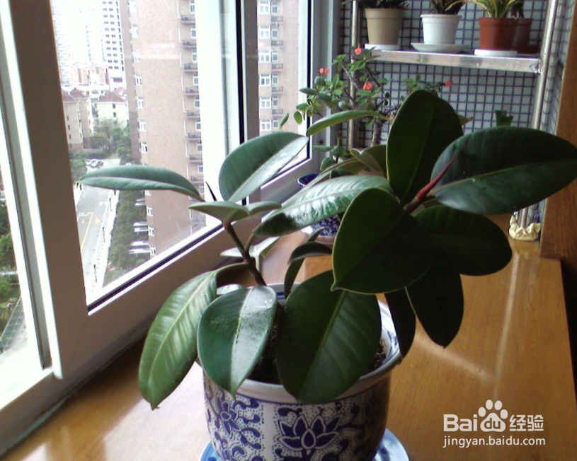 教你如何养好印度榕（橡皮树），不烂根不死亡