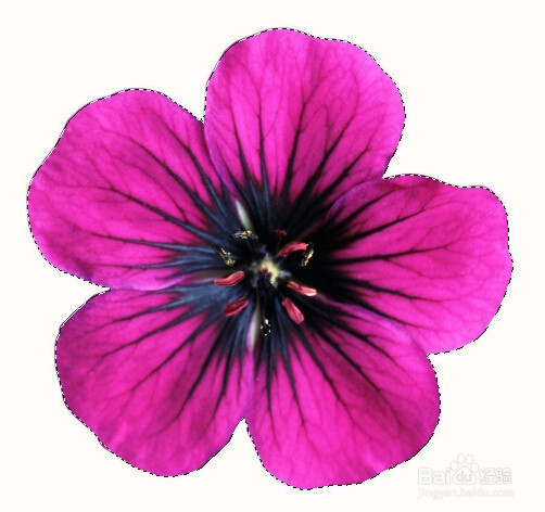 PS快速入门：[3]套索与魔棒