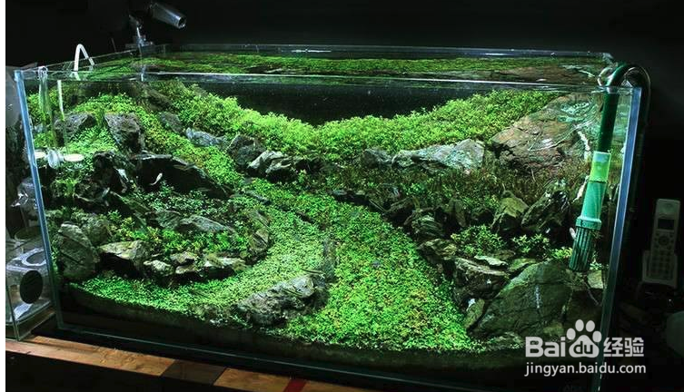 如何去除绿藻不伤害水草