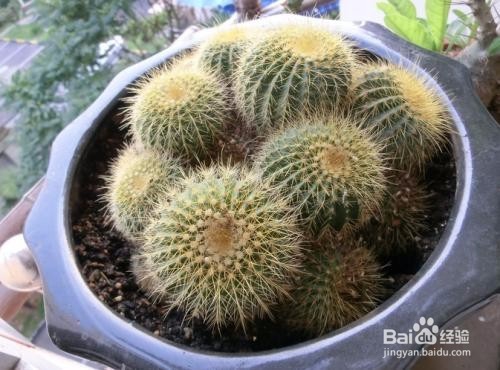 金丝猴仙人球怎么养?