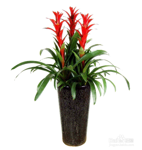 春季给植物换盆该注意些什么？