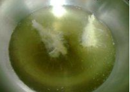 梅童鱼的家常做法