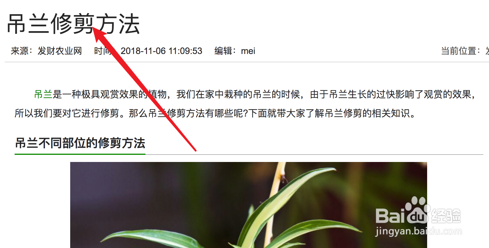 吊兰修剪方法图解