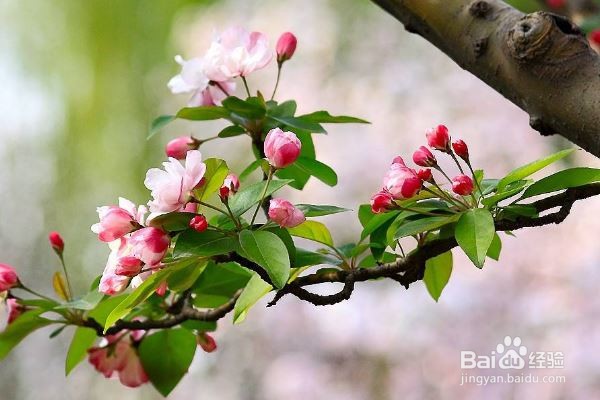 怎样预防花粉过敏