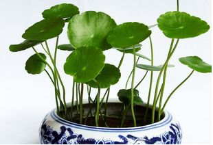 水生植物景观如何维护保养