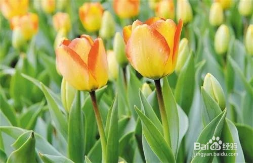 在南宁过年去哪嗨?|春节游玩攻略