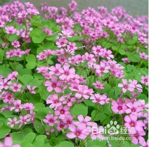 幸运草在花盆里怎么养