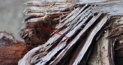 photoshop制作木头质感特效文字