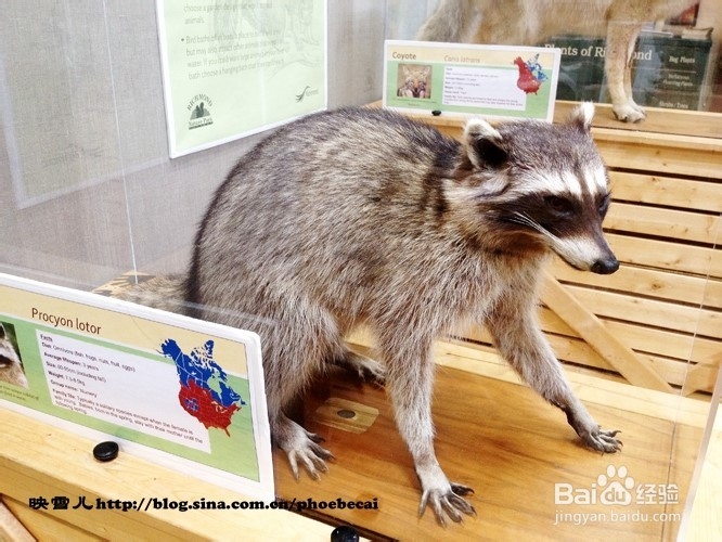 温哥华小学生郊游学什么