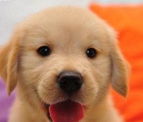 金毛下崽了怎么卖掉