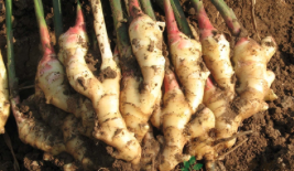 生姜留种需注意的几个技术要点