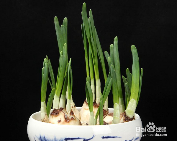 百合花怎么养水里