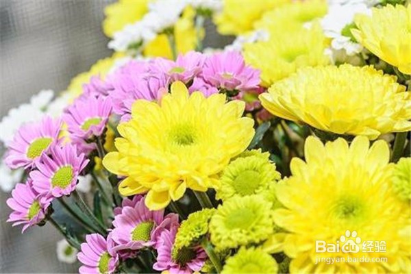 荷兰菊的养殖方法和注意事项