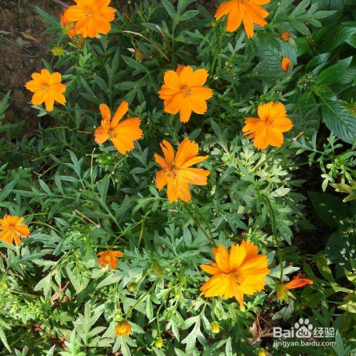 黄秋英的养殖方法和注意事项