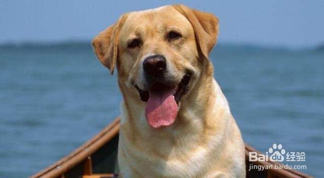 犬处方粮怎么喂