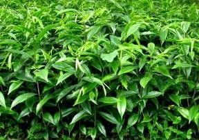 怎样种植养护满天星