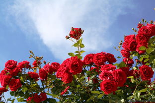 玫瑰花的中药用途