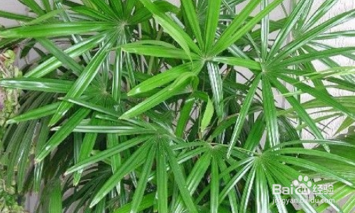 矮棕竹的养殖注意事项有哪些呢？[图]