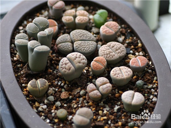 如何养好多肉植物生石花