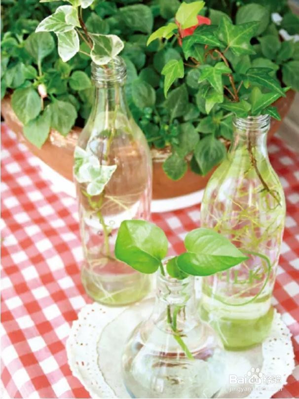 最适合懒人养的植物