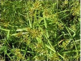 香附的功效与作用及食用方法