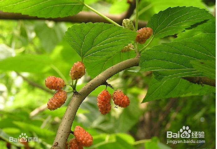 哪种树不能做圣诞树