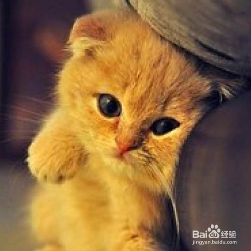 在照顾猫咪的时候需要注意哪些？