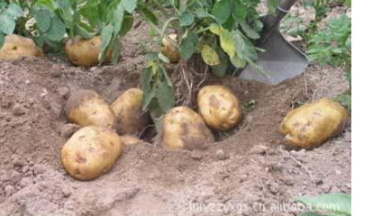 土豆怎么传入中国的