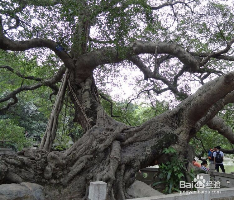如何玩转广州岭南水乡古村寨-----小洲村